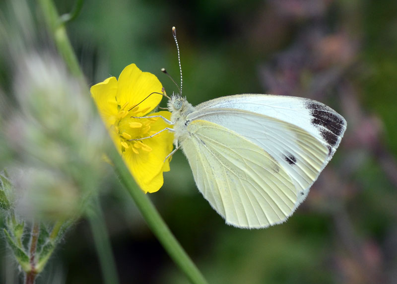 Pieris napi o mannii ? - Pieris napi